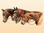 Hunter, Equine Art - Three Warmblood Hunters